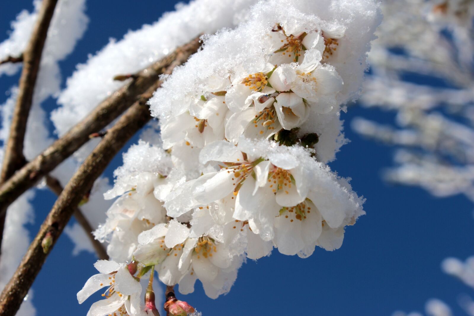 Canon EOS 650D (EOS Rebel T4i / EOS Kiss X6i) sample photo. Cherry blossom, japanese cherry photography