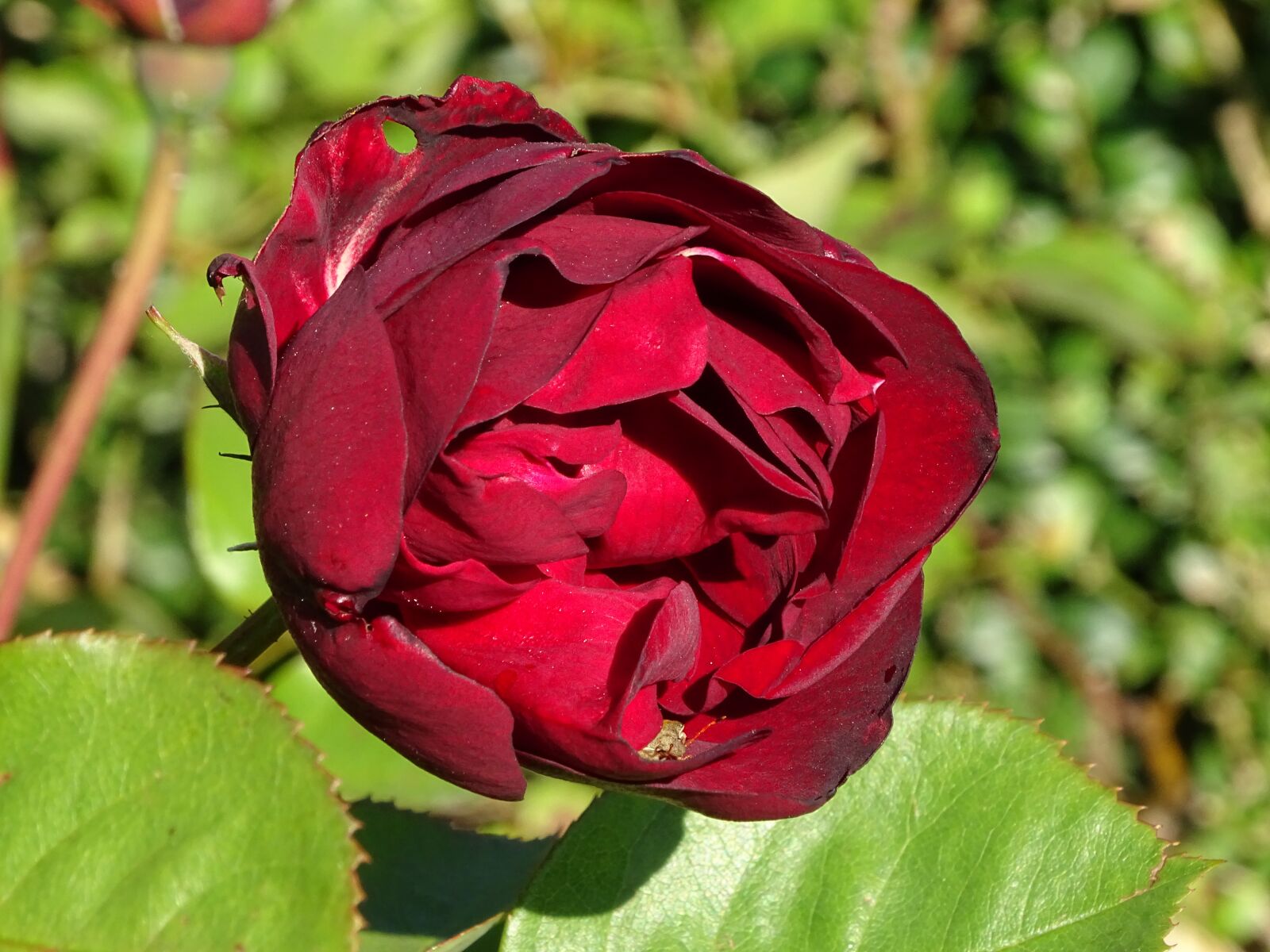 Sony Cyber-shot DSC-HX400V sample photo. Pink, red, flower photography