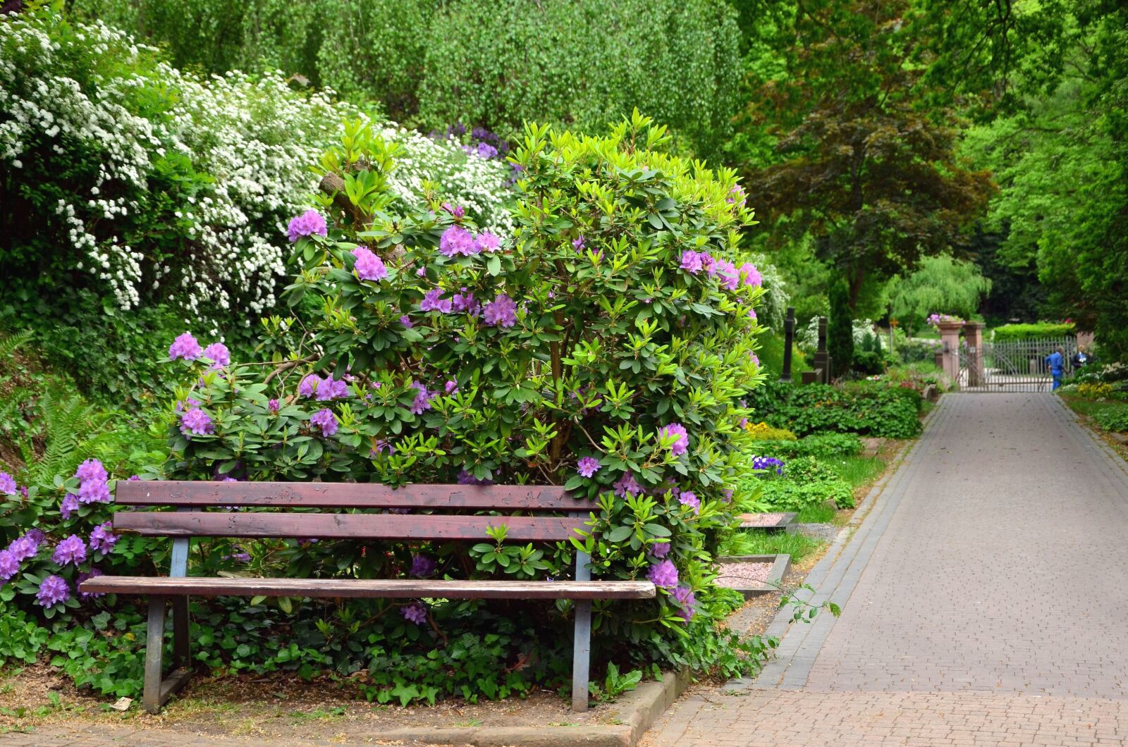 Nikon D5100 sample photo. Bench, lilac, shrub, tree photography