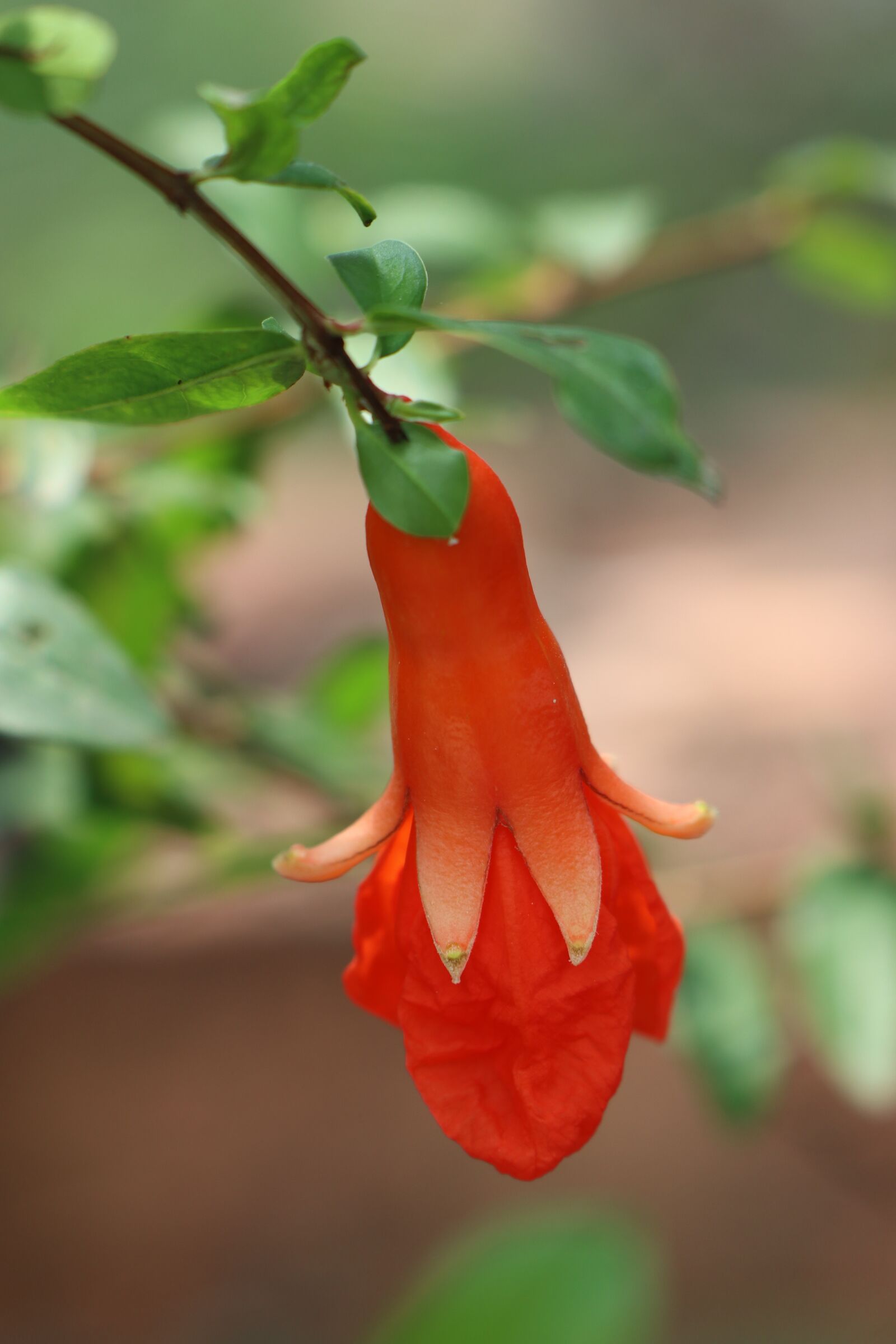 Canon EOS M6 sample photo. Flower, red, drop photography