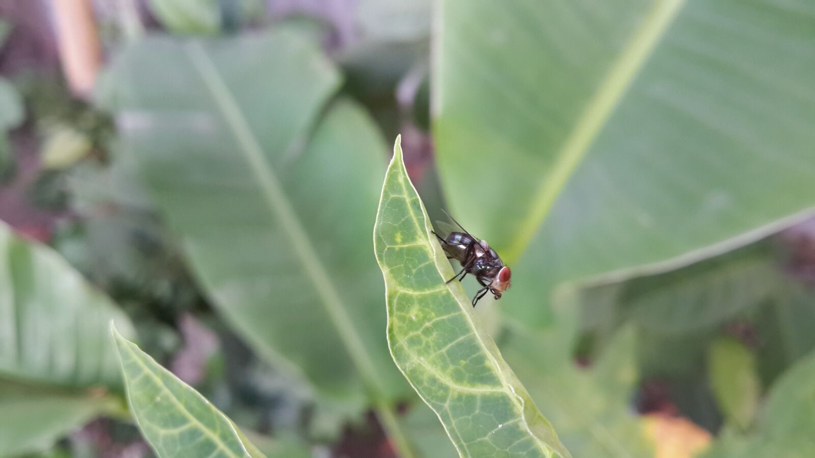 Samsung Galaxy S4 sample photo. Insect, nature, leaf photography