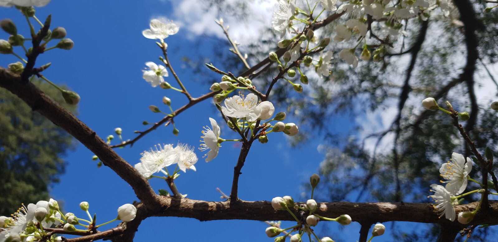 Samsung Galaxy S9+ sample photo. Flowers, summer, spring photography