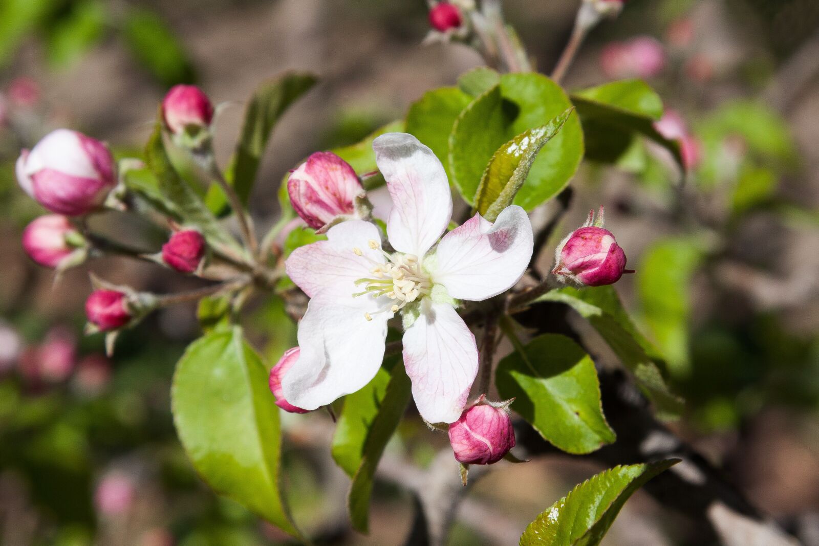 Canon EF-S 17-85mm F4-5.6 IS USM sample photo. Apple blossom, bloom, flowers photography