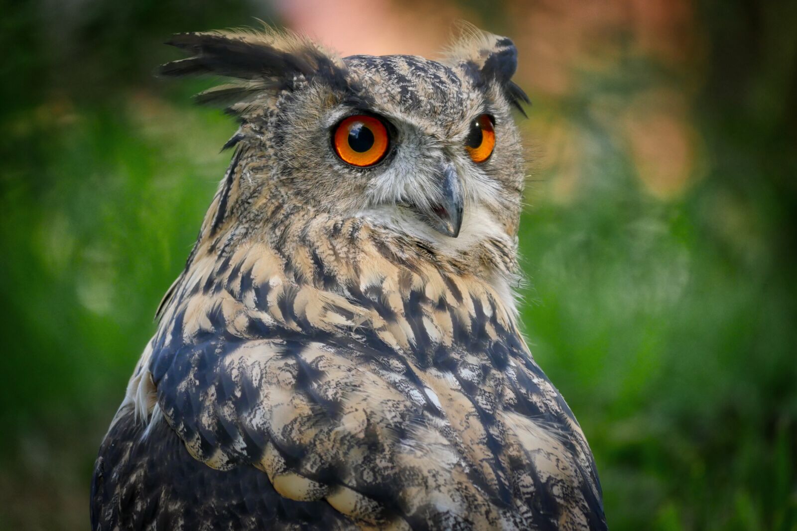 Panasonic Lumix DMC-GX8 sample photo. Owl, eagle owl, bird photography
