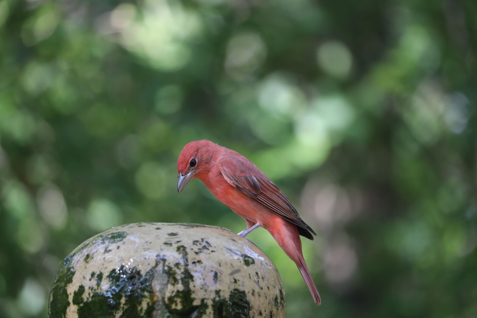 Canon EOS 800D (EOS Rebel T7i / EOS Kiss X9i) sample photo. Orange bird, perched, bird photography