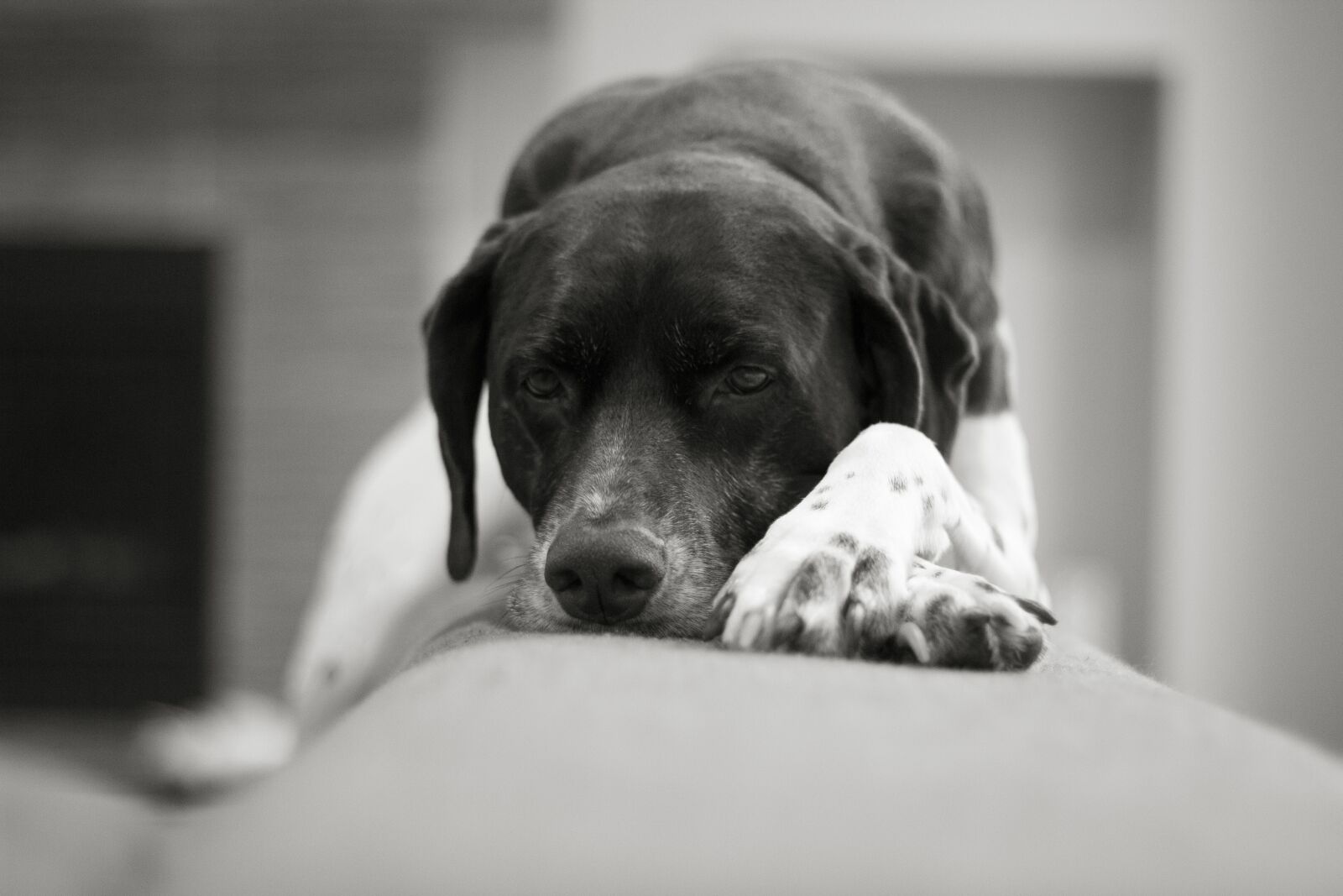 Canon EOS 60D + Canon EF 50mm F1.8 II sample photo. Dog, sleeping, blackandwhite photography