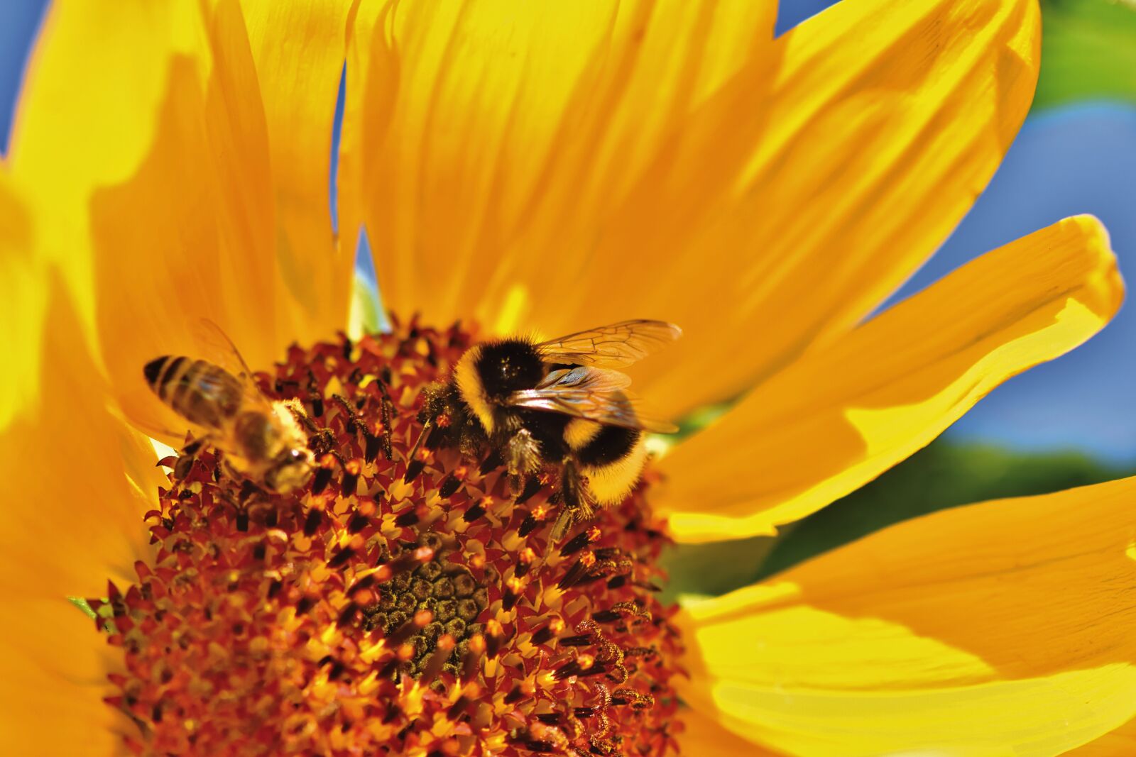 Nikon D7200 sample photo. Hummel, insect, blossom photography