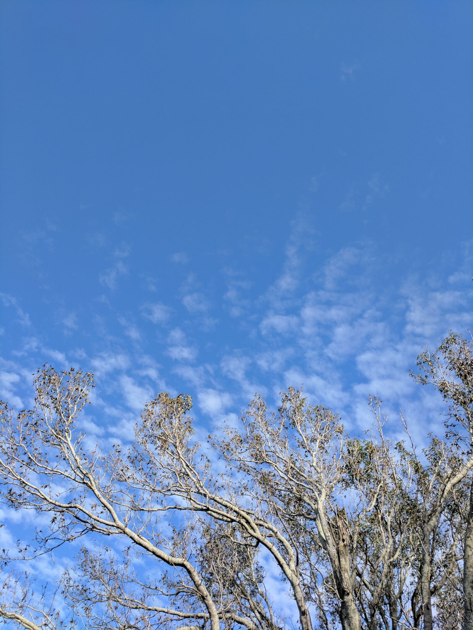 Google Pixel sample photo. Blue, sky, trees photography