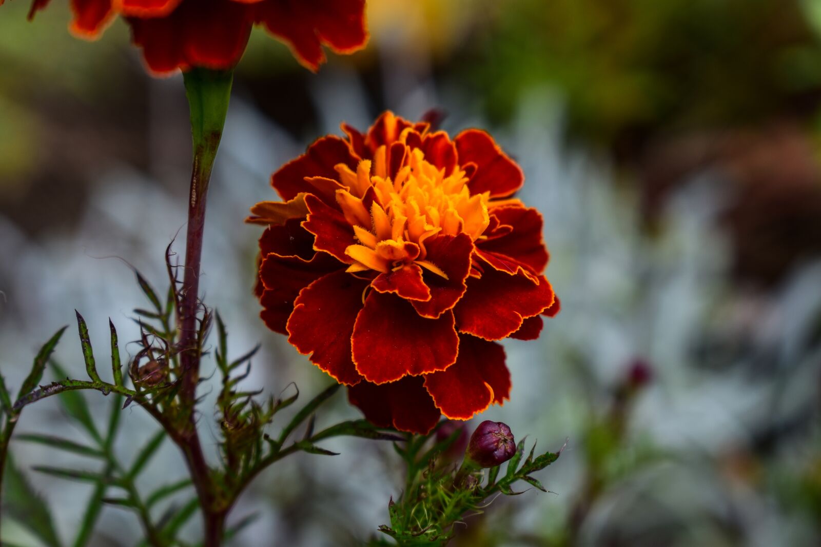 Nikon D3400 sample photo. Nature, flower, plant photography