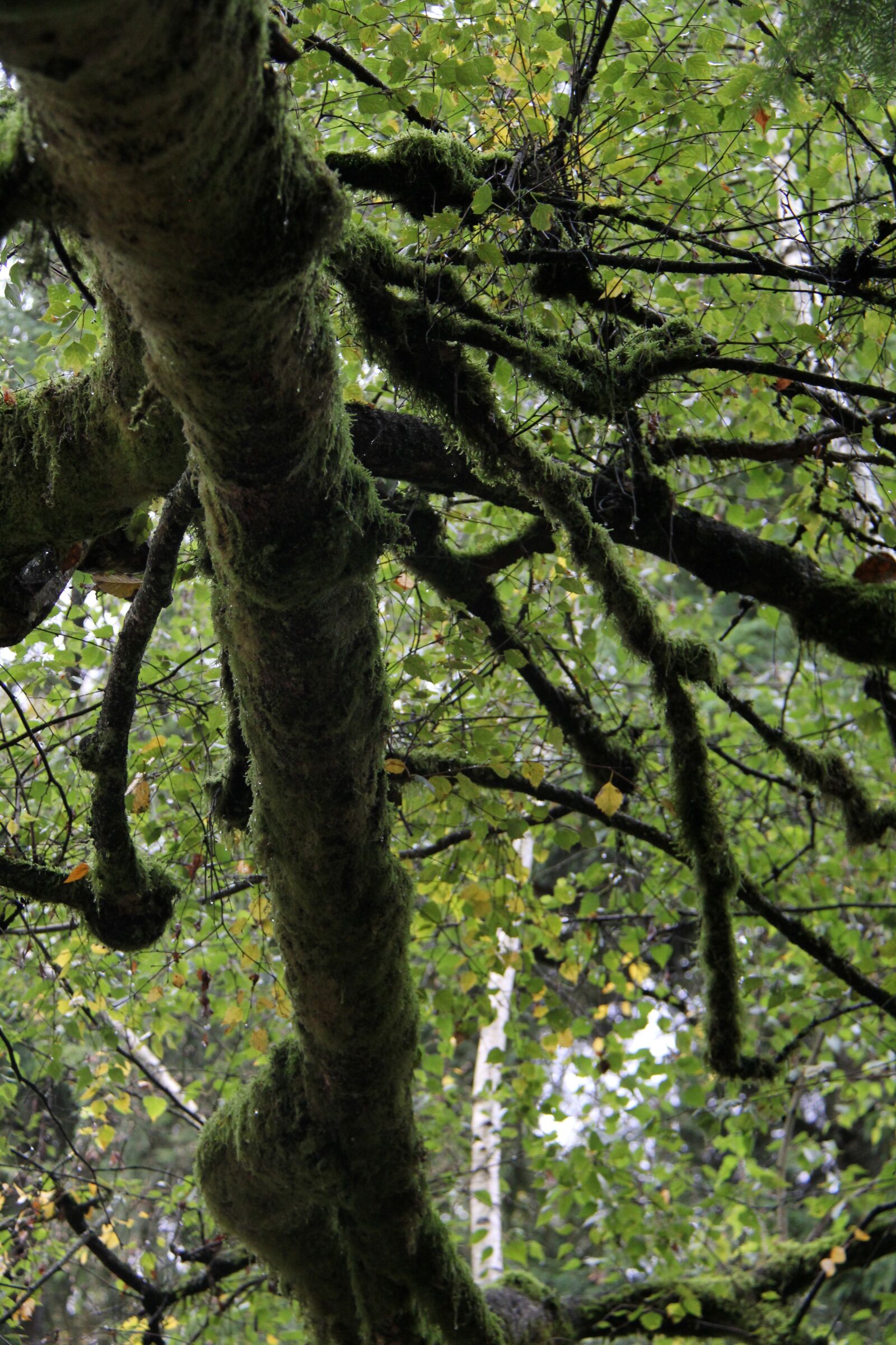 Canon EF-S 18-200mm F3.5-5.6 IS sample photo. Tree, under tree, mossy photography