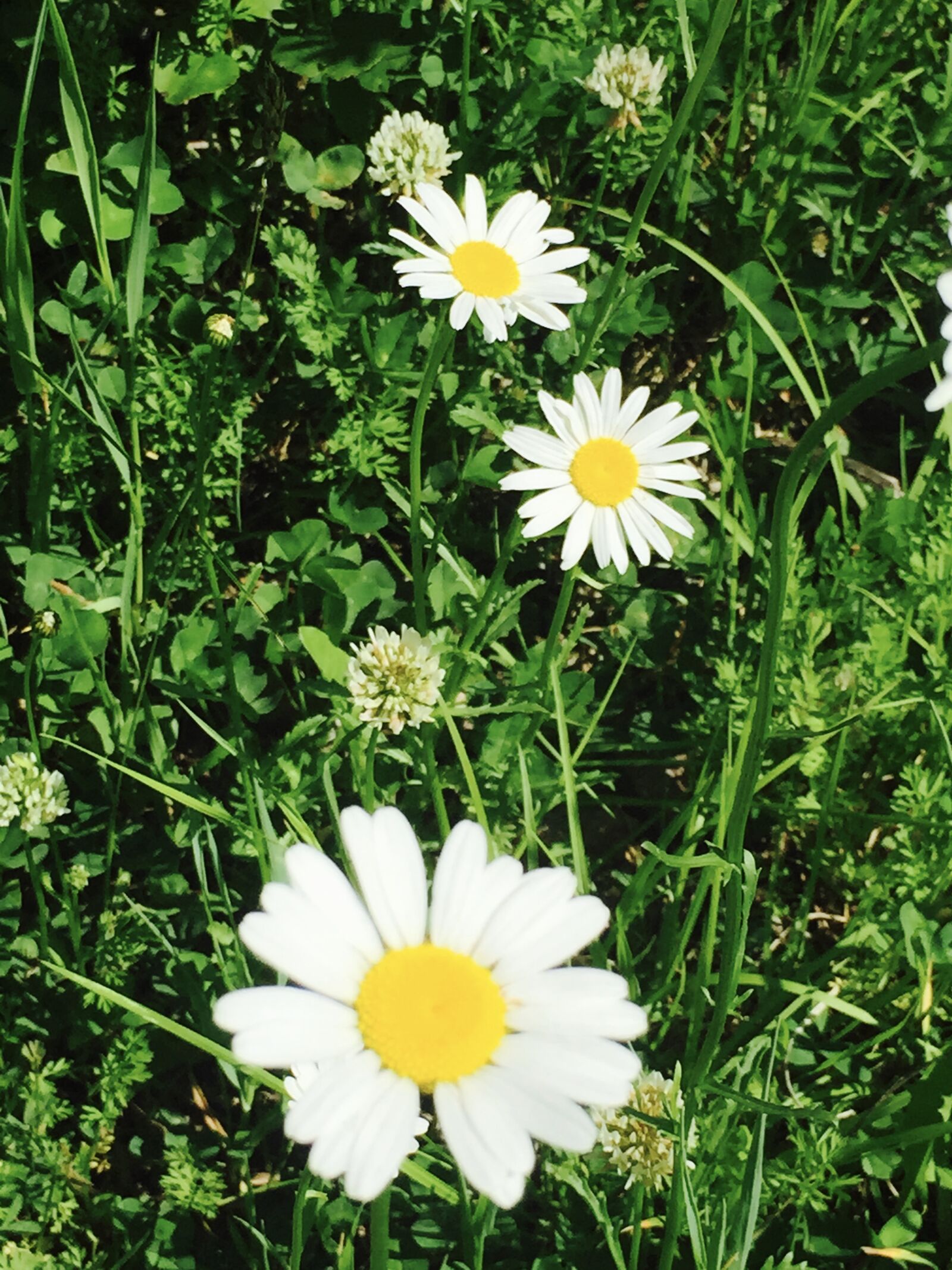 iPhone 6 Plus back camera 4.15mm f/2.2 sample photo. Field, of, flowers photography