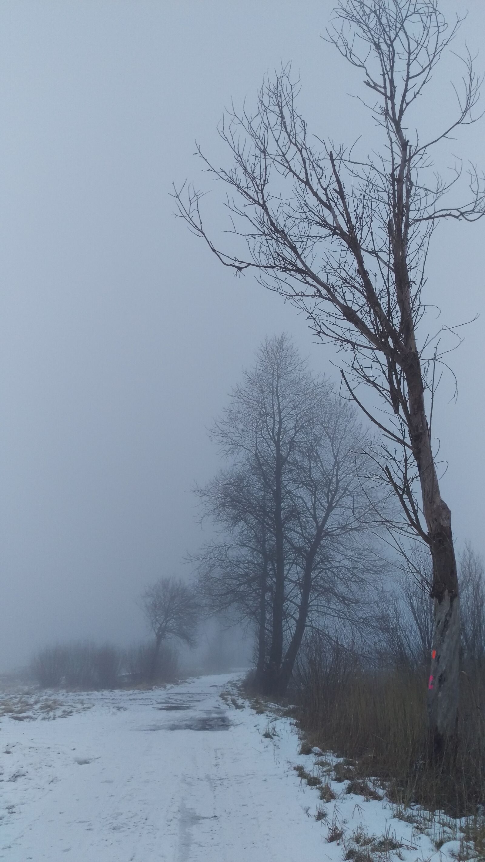 HTC ONE M9 sample photo. Winter, the fog, landscape photography