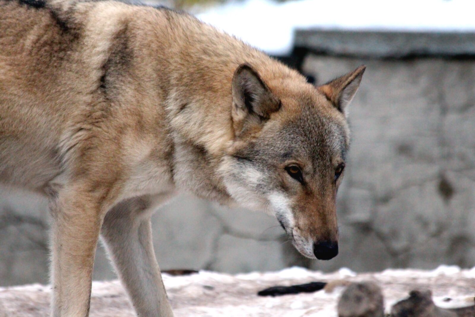 Canon EOS 650D (EOS Rebel T4i / EOS Kiss X6i) sample photo. Wolf, animal, canis lupus photography