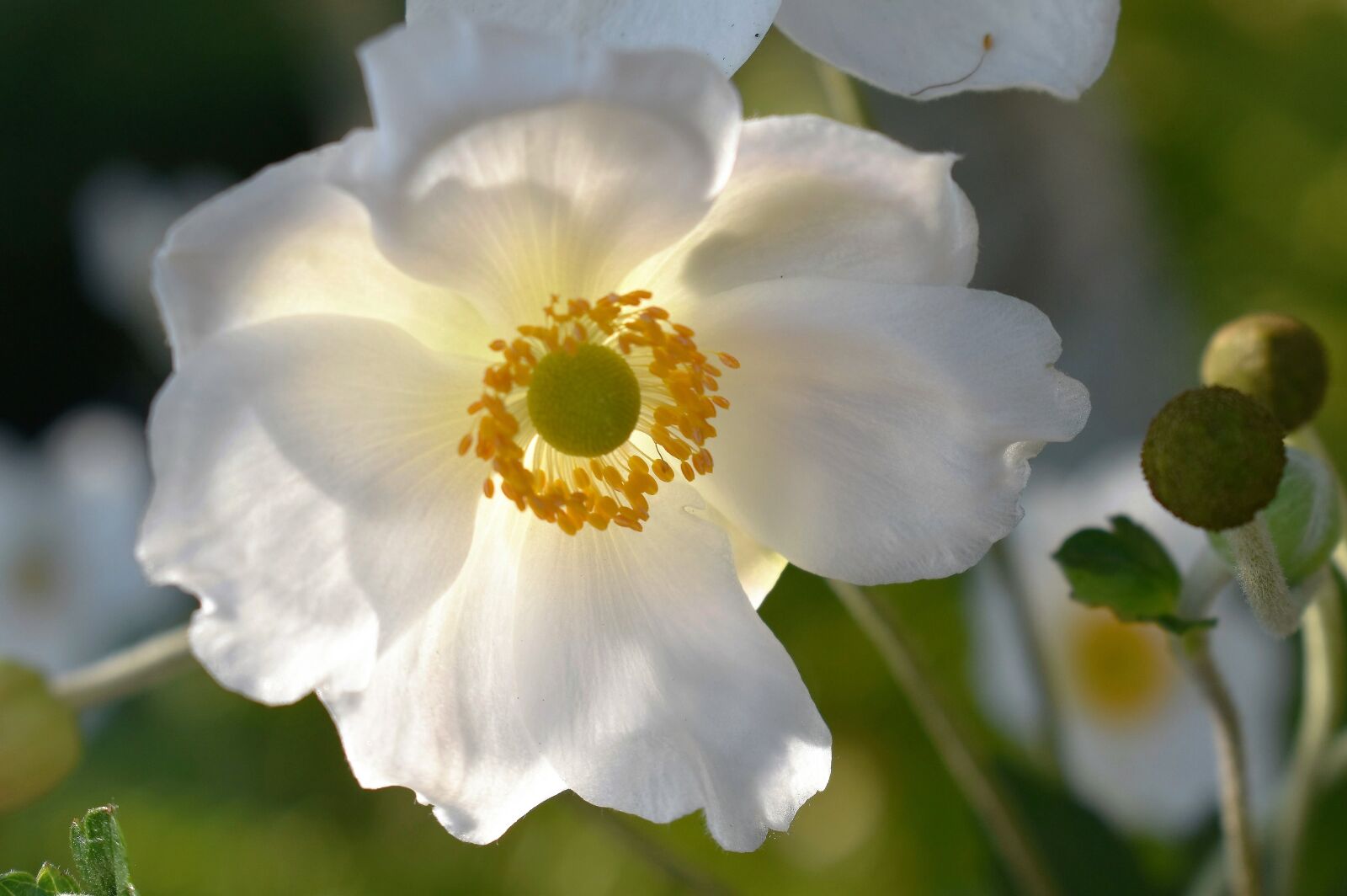 Nikon D5500 sample photo. Anemone, white, blossom photography