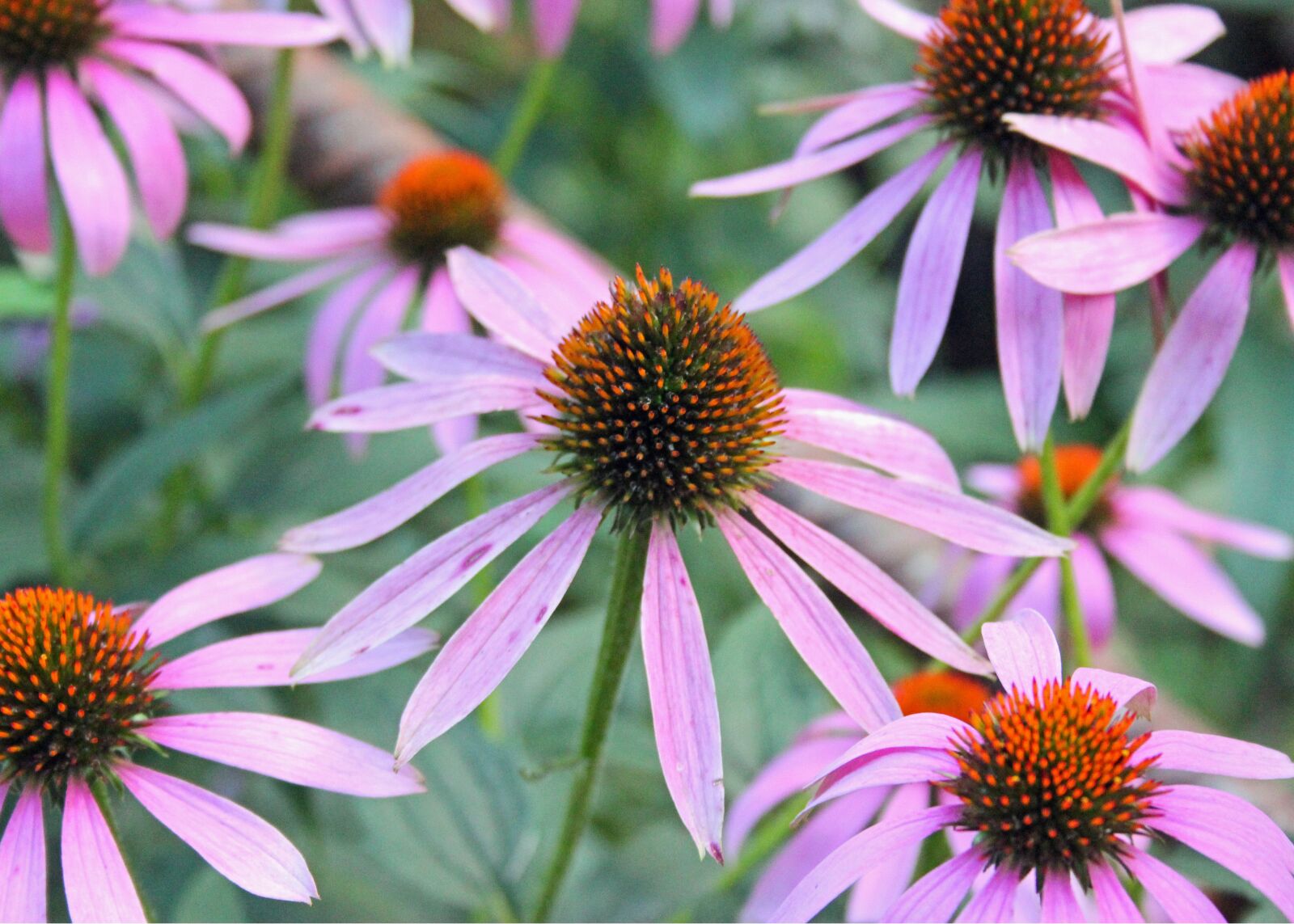 Canon EOS 550D (EOS Rebel T2i / EOS Kiss X4) sample photo. Flower, purple, floral photography