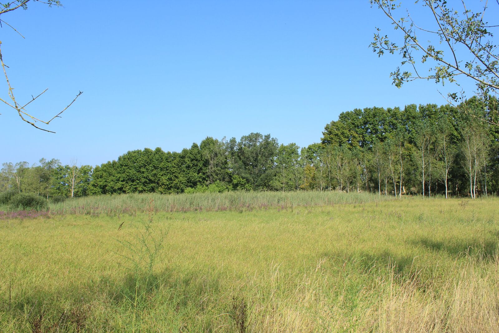Canon EOS 1300D (EOS Rebel T6 / EOS Kiss X80) sample photo. Trees, landscapes, nature photography