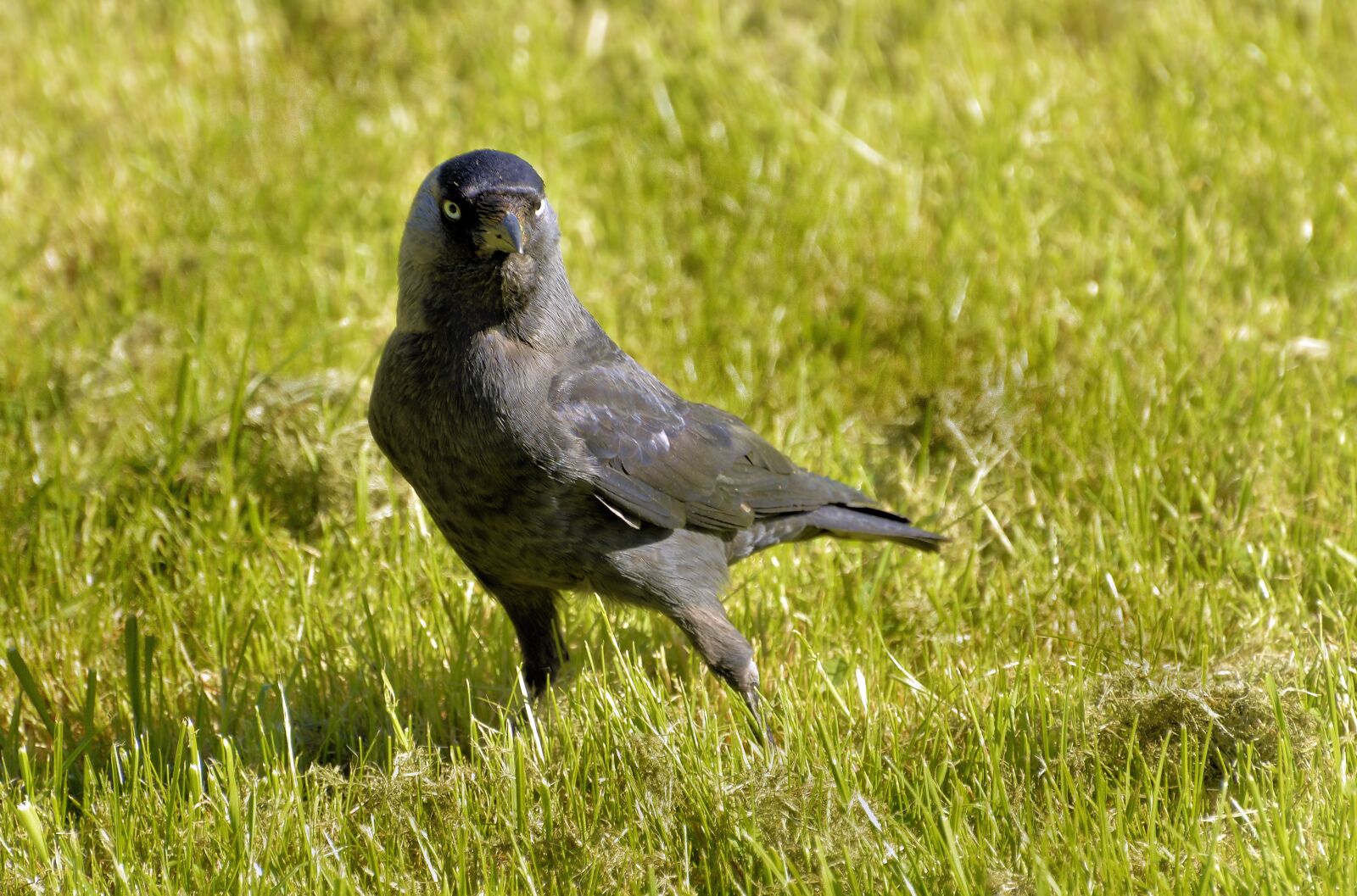 Nikon D3200 sample photo. Jackdaw, raven bird, foraging photography