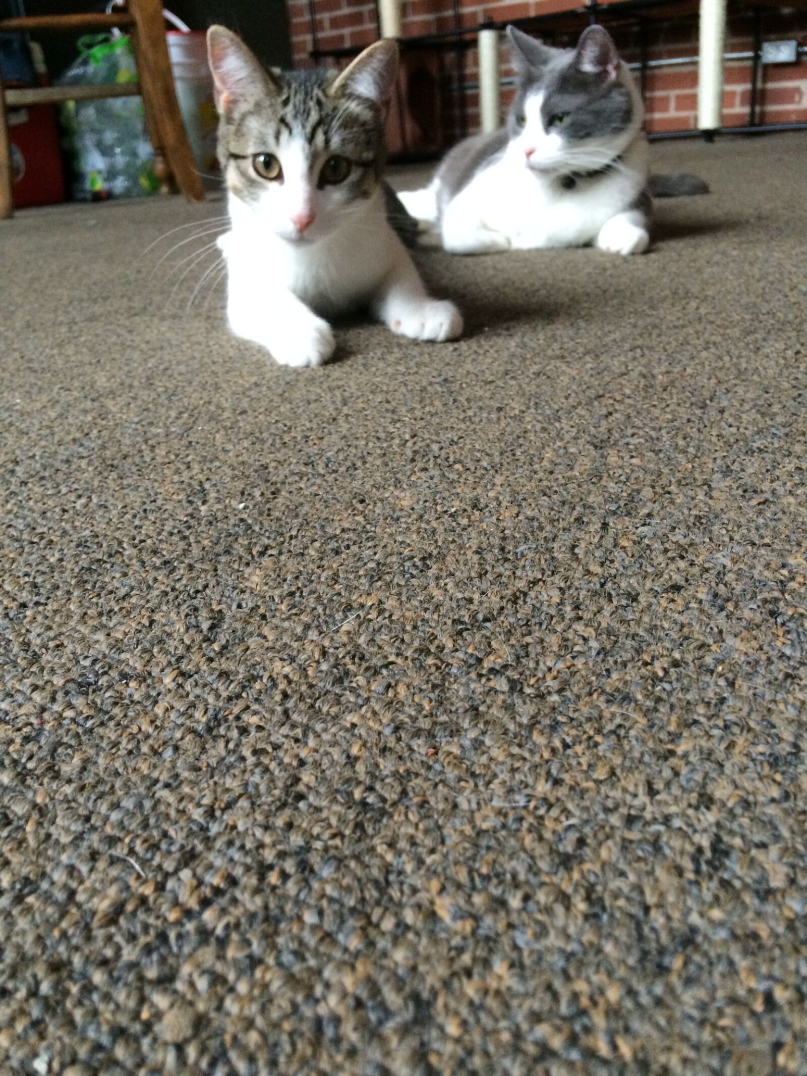 Apple iPhone 5s sample photo. Animals, cats, kitten photography