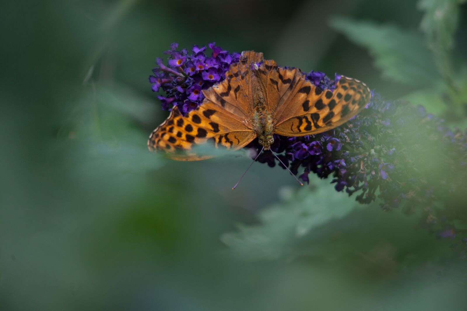 Canon EOS 5D Mark II sample photo. Pollination, butterfly, flower photography