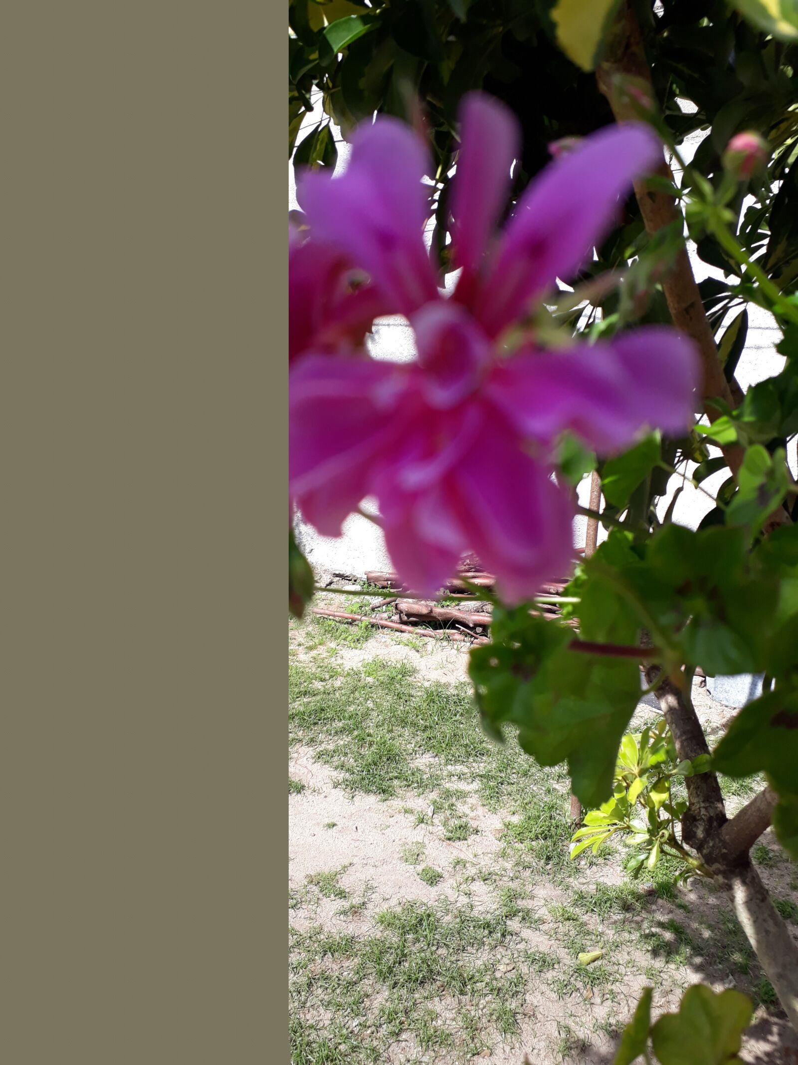 Samsung Galaxy J7 Prime sample photo. Flor, lila, jardin photography