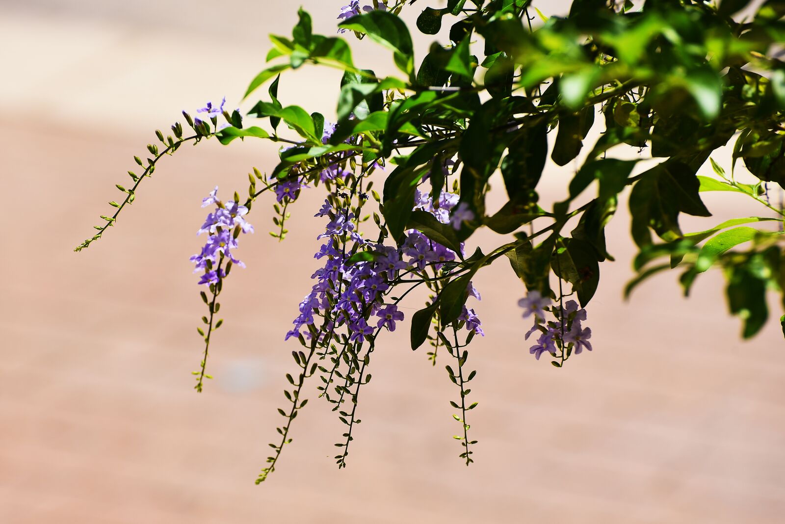 Nikon D750 sample photo. Nature, flora, leaf photography