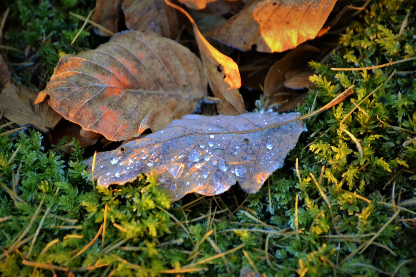Nikon D3100 sample photo. Cold, foliage, frost, leaves photography