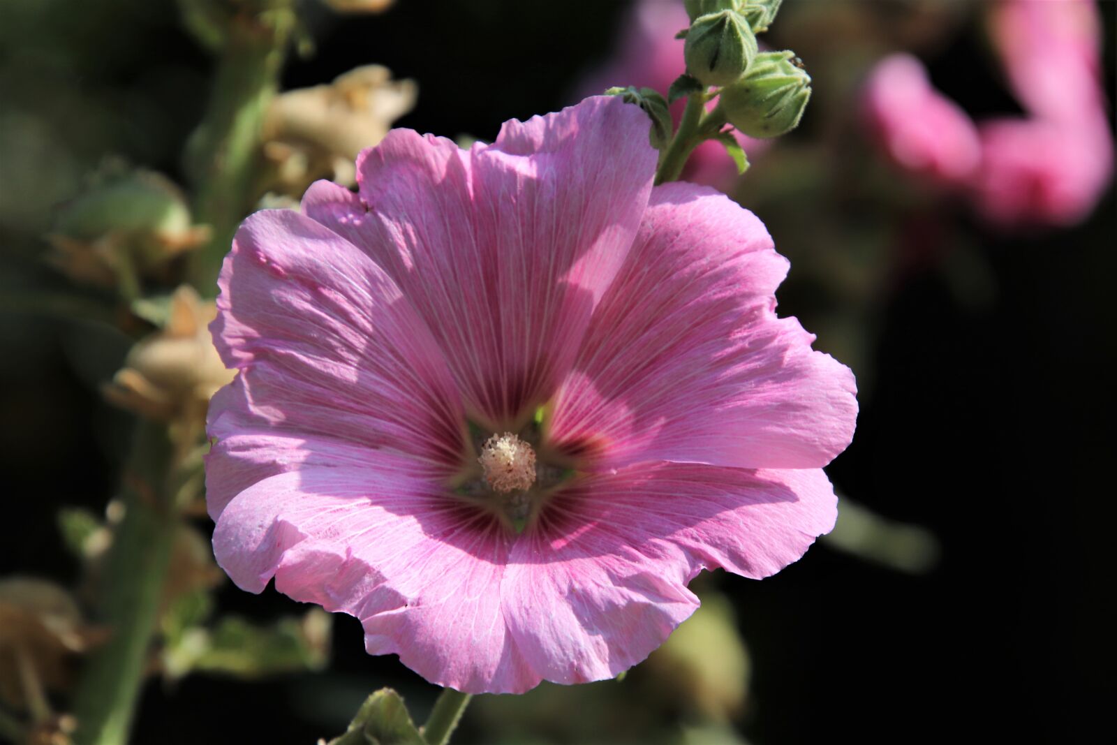 Canon EOS 800D (EOS Rebel T7i / EOS Kiss X9i) sample photo. Hollyhock, flower, plants photography