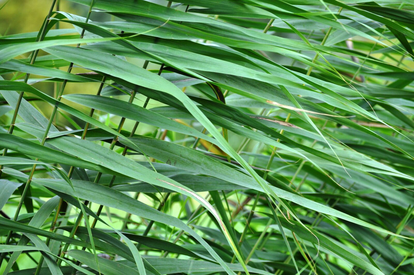 Nikon D5000 sample photo. Reed, green, nature photography