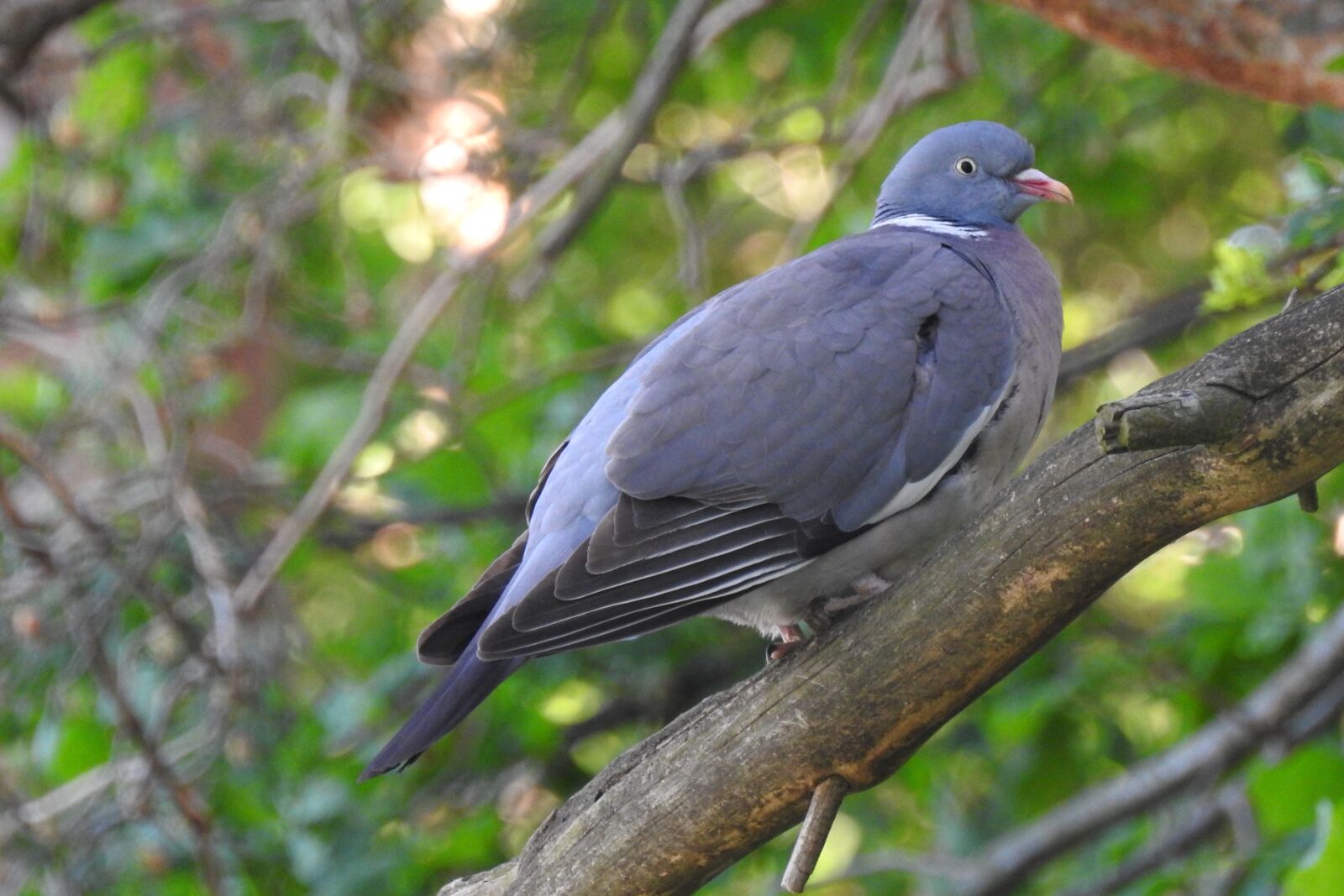 Nikon Coolpix P900 sample photo. Dove, branch, bird on photography
