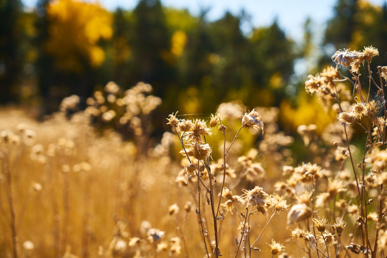 Sony a7R II sample photo. Plant, dry, leaves photography