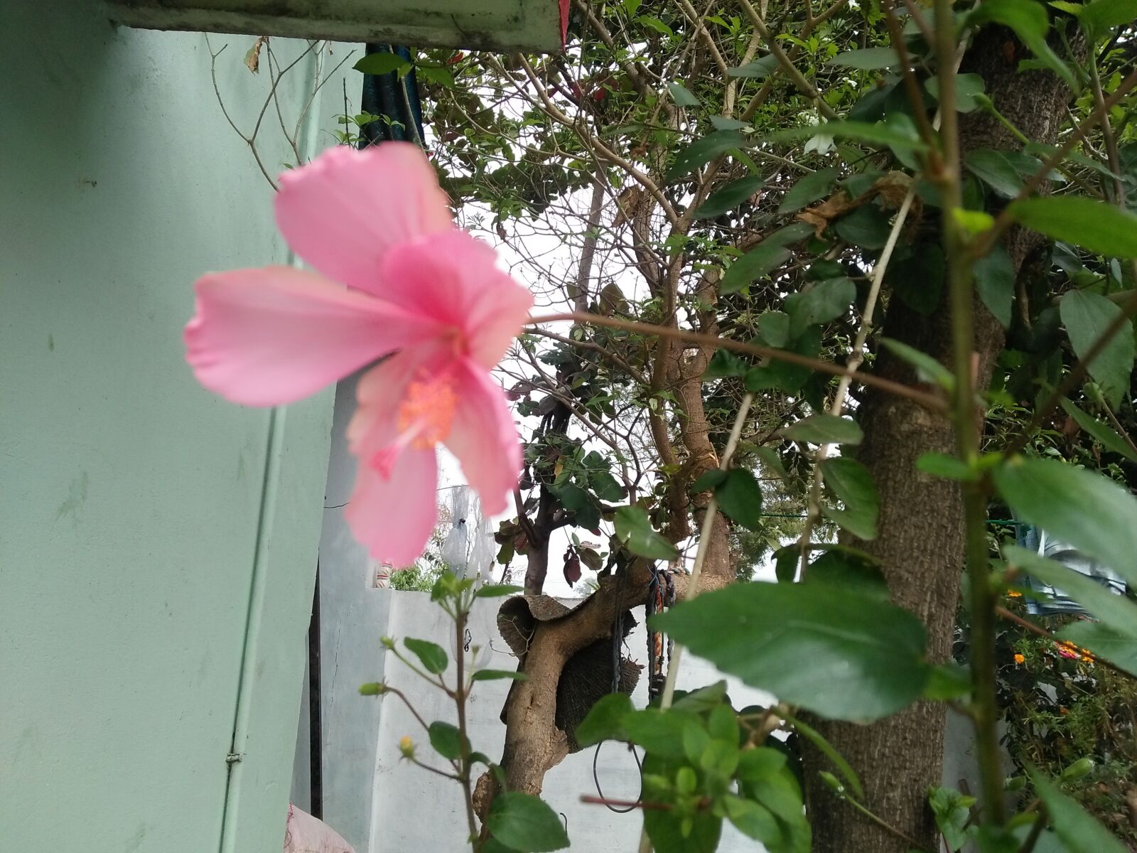 OPPO A37fw-International sample photo. Pink, flower, plant photography
