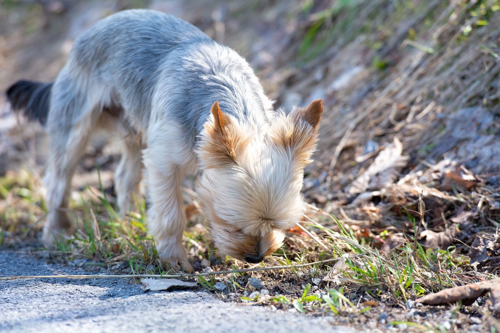 Nikon D7100 sample photo. Dog, small, out photography