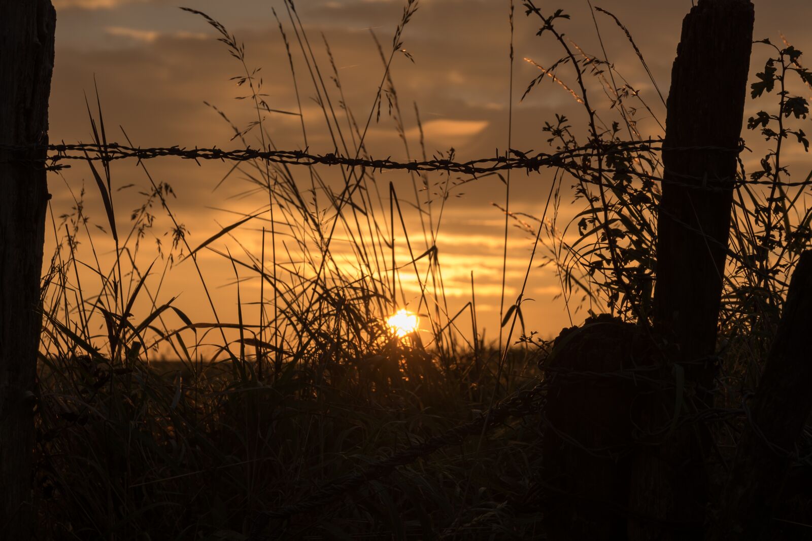 Nikon D810 sample photo. Sunrise, field, landscape photography