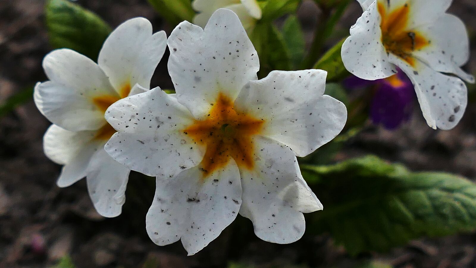 Panasonic Lumix DMC-FZ1000 sample photo. Primula, spring, flower photography