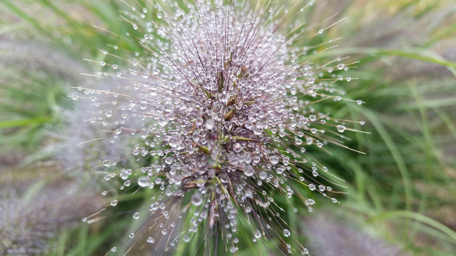Samsung Galaxy S5 sample photo. Macro, water, drops photography
