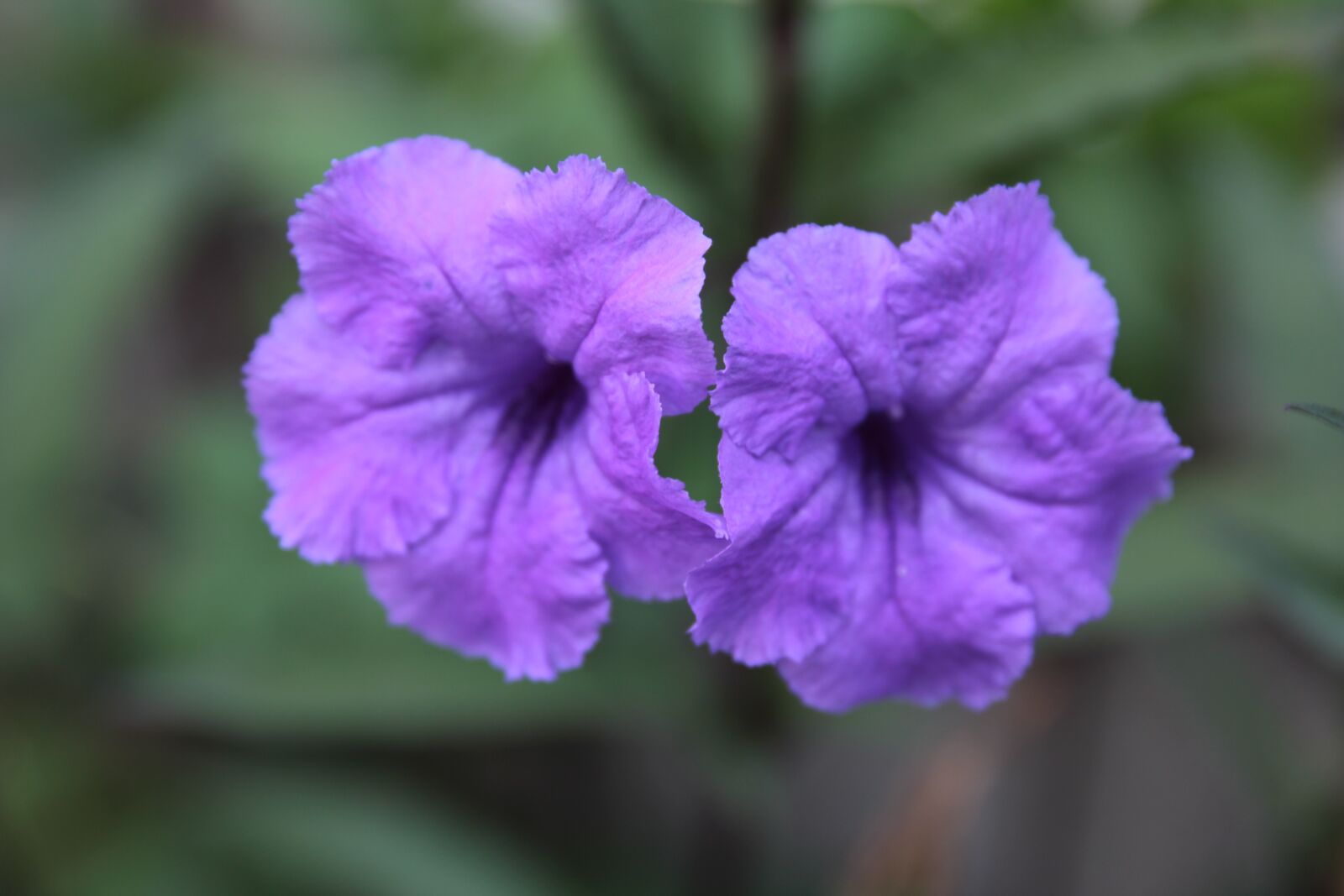 Canon EOS 550D (EOS Rebel T2i / EOS Kiss X4) sample photo. The mexican petunias, plant photography