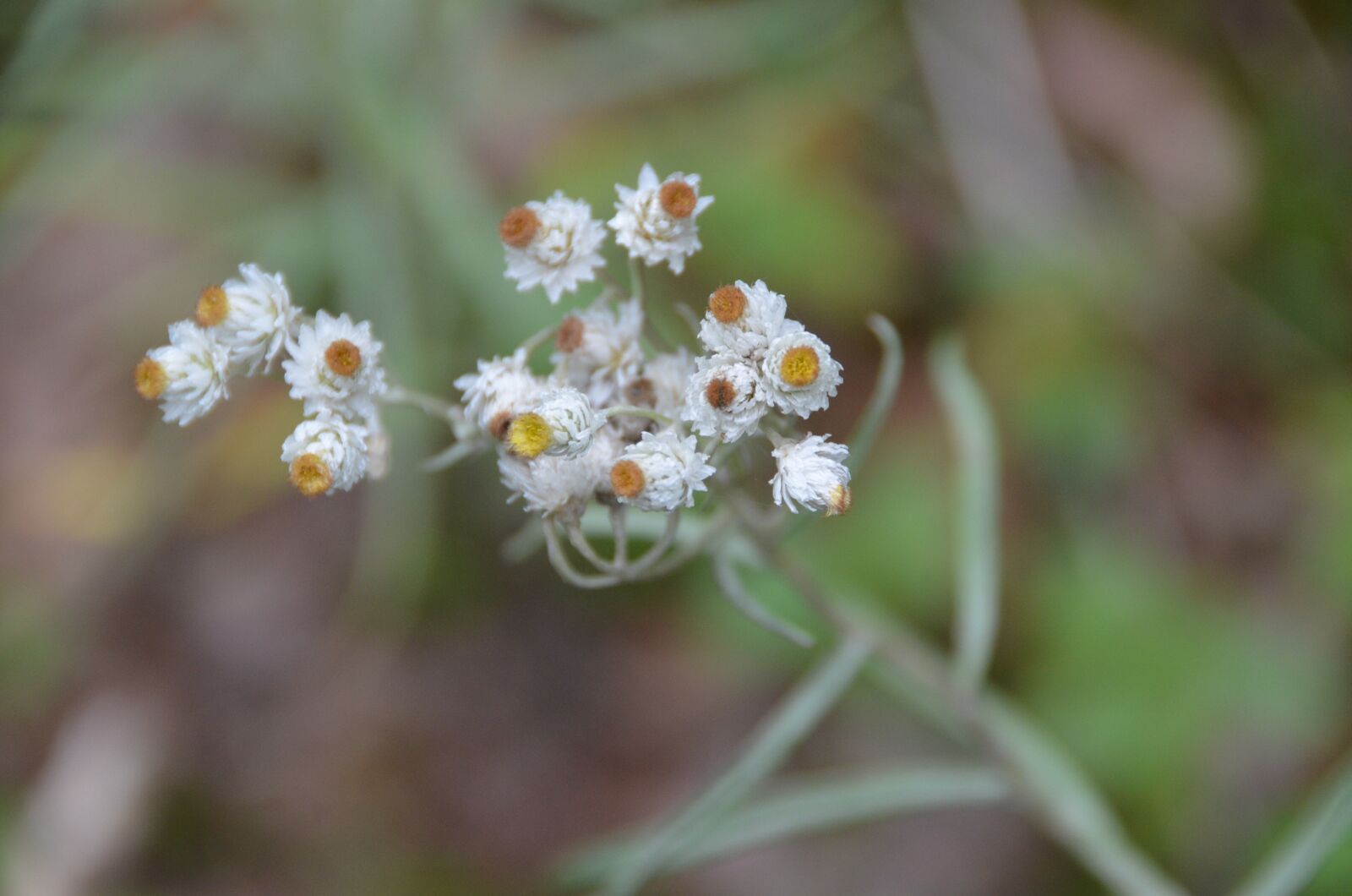 Nikon D5100 sample photo. Flowers, petals, buds photography