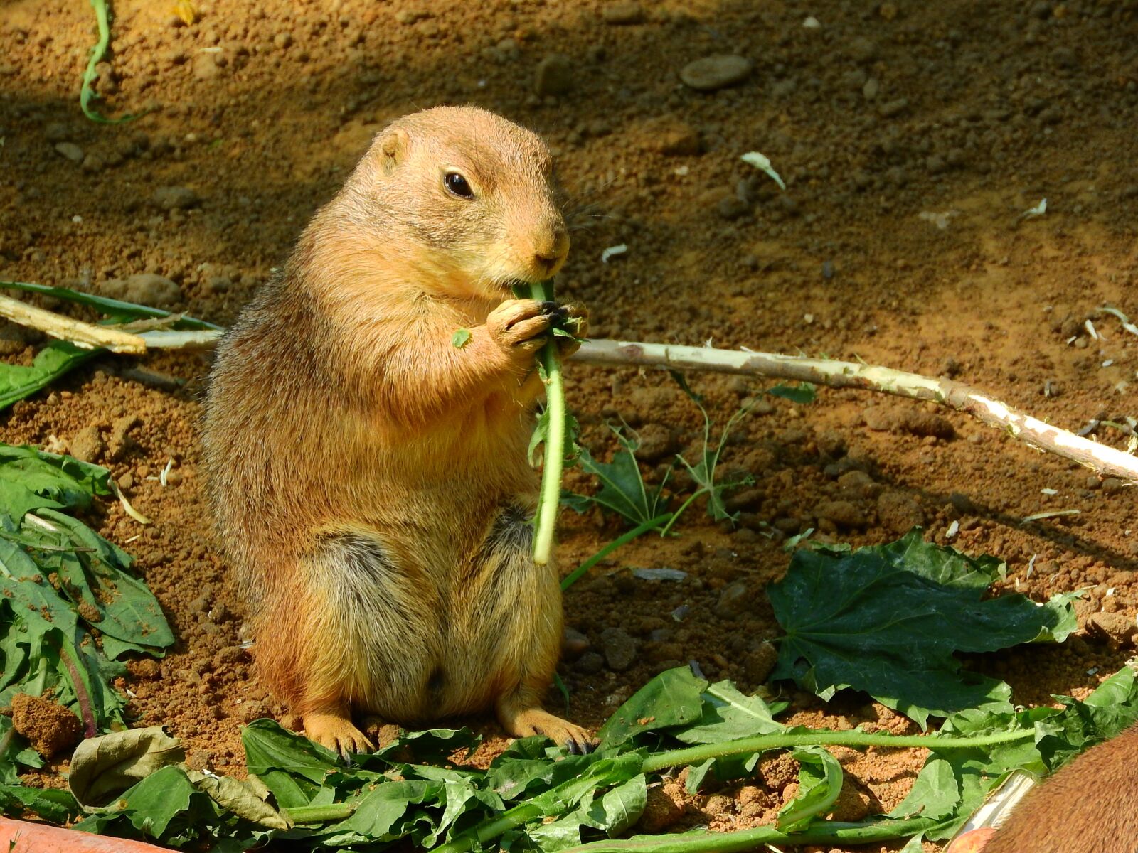 Nikon Coolpix P610 sample photo. Black-tailed prairie dog, cynomys photography
