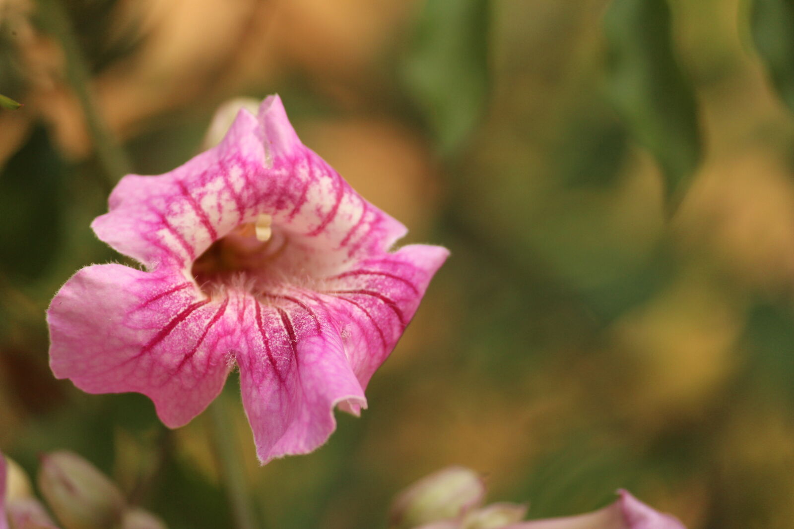 Canon EOS 1300D (EOS Rebel T6 / EOS Kiss X80) sample photo. Beautiful, flowers, flower, wallpaper photography