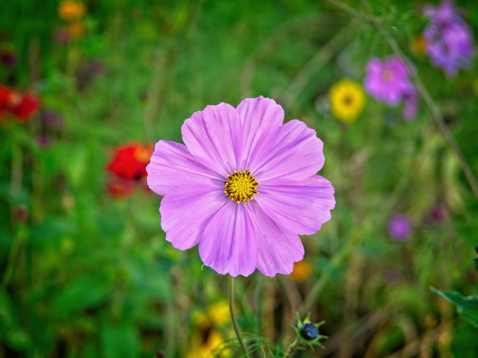 Nikon D7100 sample photo. Autumn flower, blossom, bloom photography