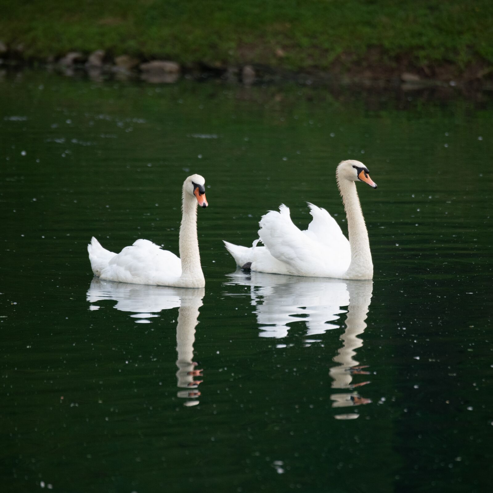 Nikon D850 sample photo. Swan, mute swan, swans photography