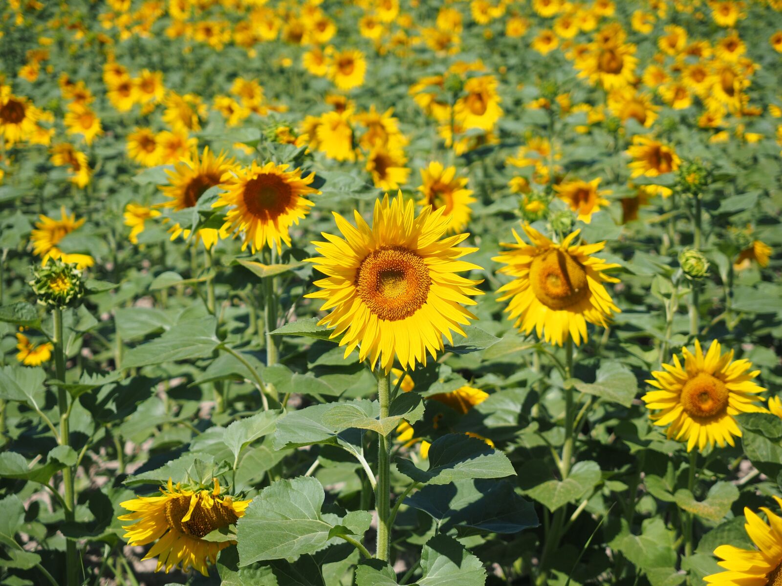 Olympus OM-D E-M1 + Olympus M.Zuiko Digital ED 12-40mm F2.8 Pro sample photo. Sunflower, sunflower field, helianthus photography