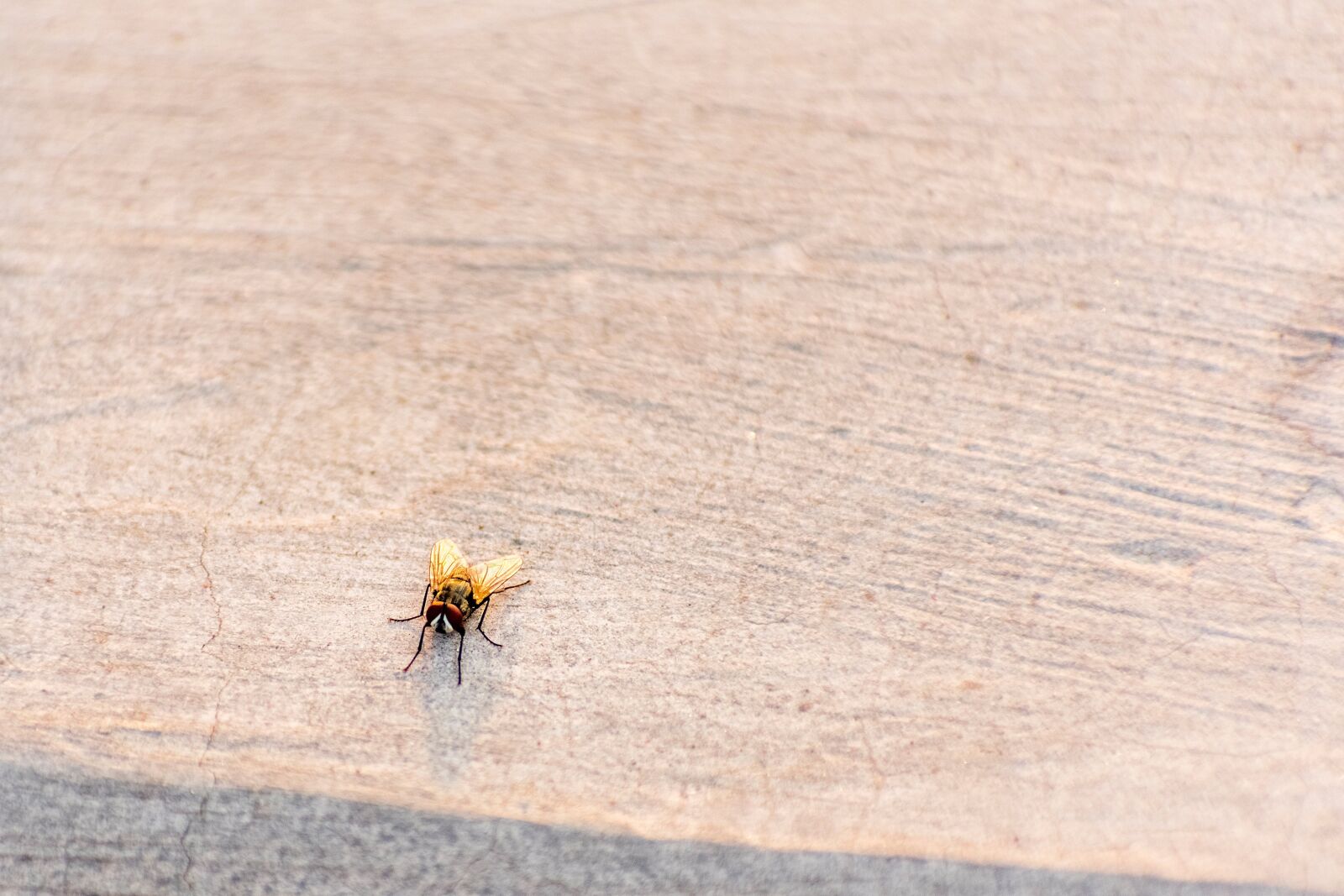 Nikon D3400 sample photo. House fly, bug, fly photography
