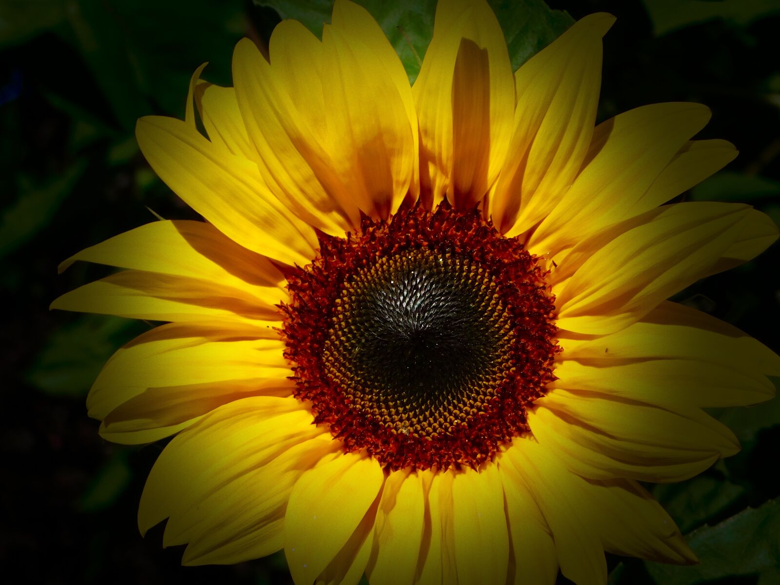 Nikon Coolpix B500 sample photo. Sunflower, vignette, effect photography
