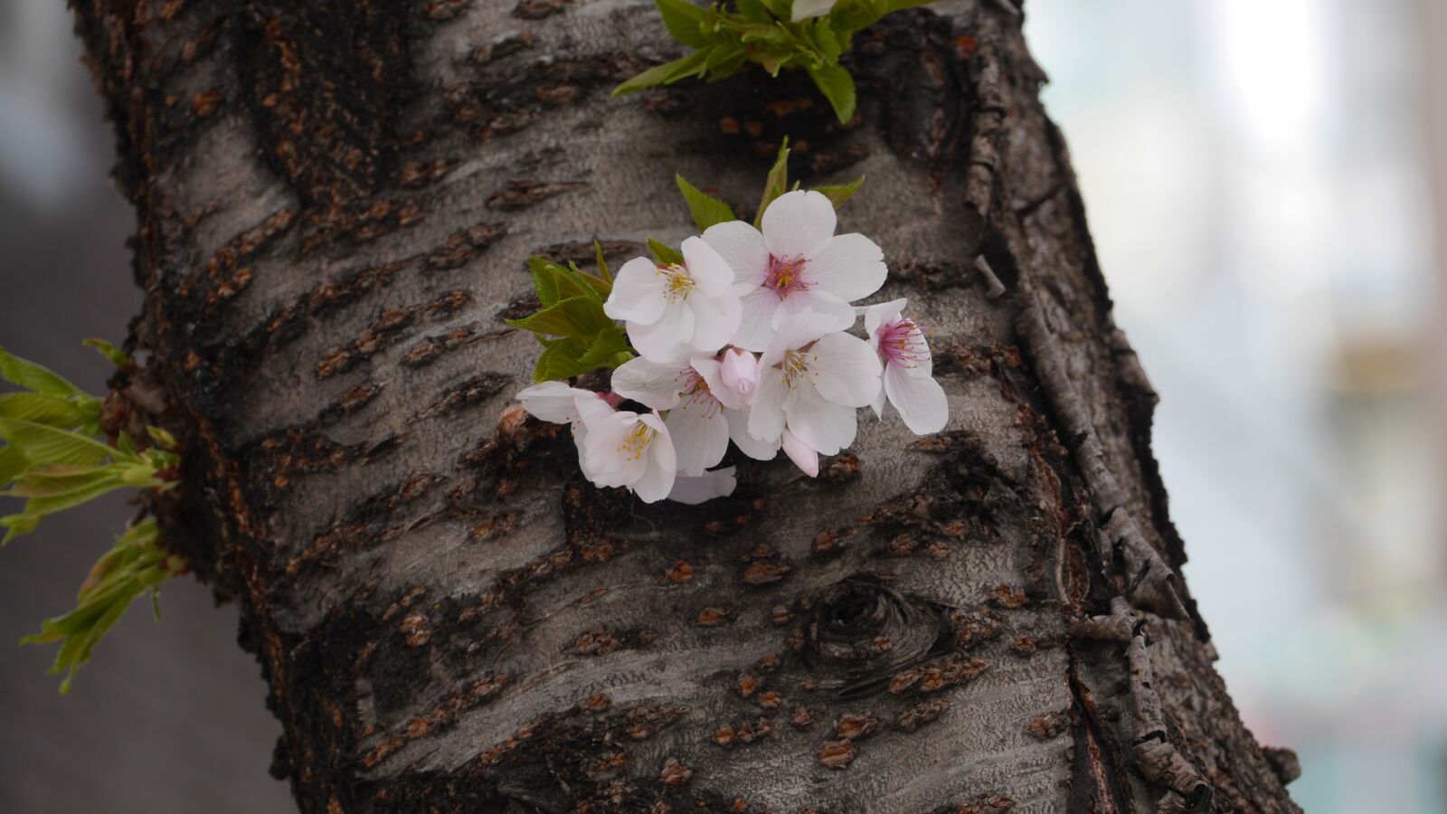 Panasonic Lumix DMC-GH3 sample photo. Wood, nature, plants photography
