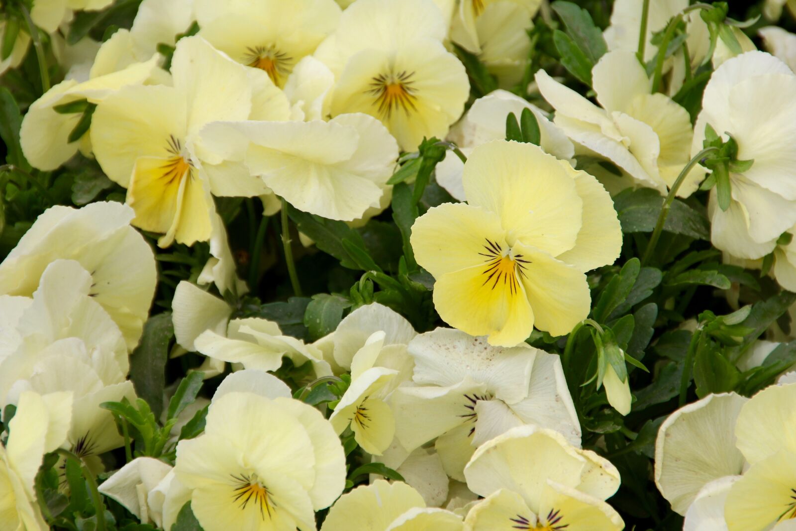 Canon EOS 60D sample photo. Pansy, yellow, garden pansy photography