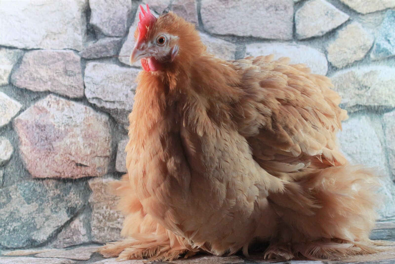 Canon EF-S 18-55mm F3.5-5.6 IS sample photo. Chicken, hen, poultry photography