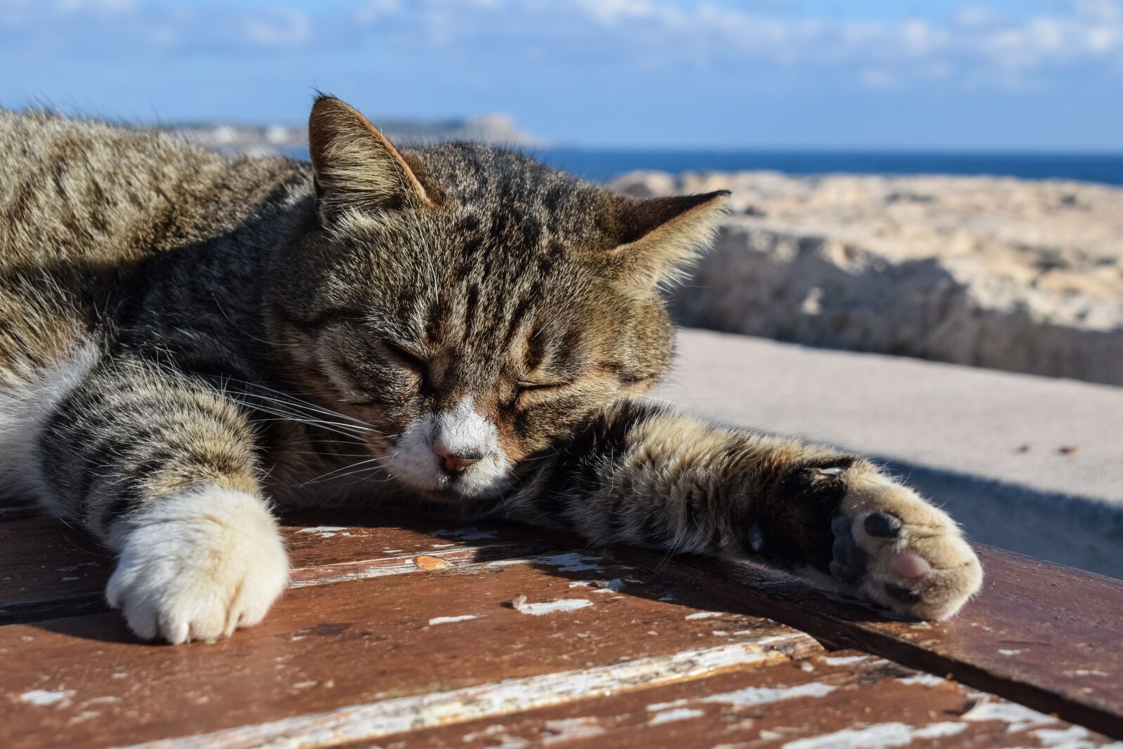 Nikon D3300 sample photo. Cat, stray, animal photography