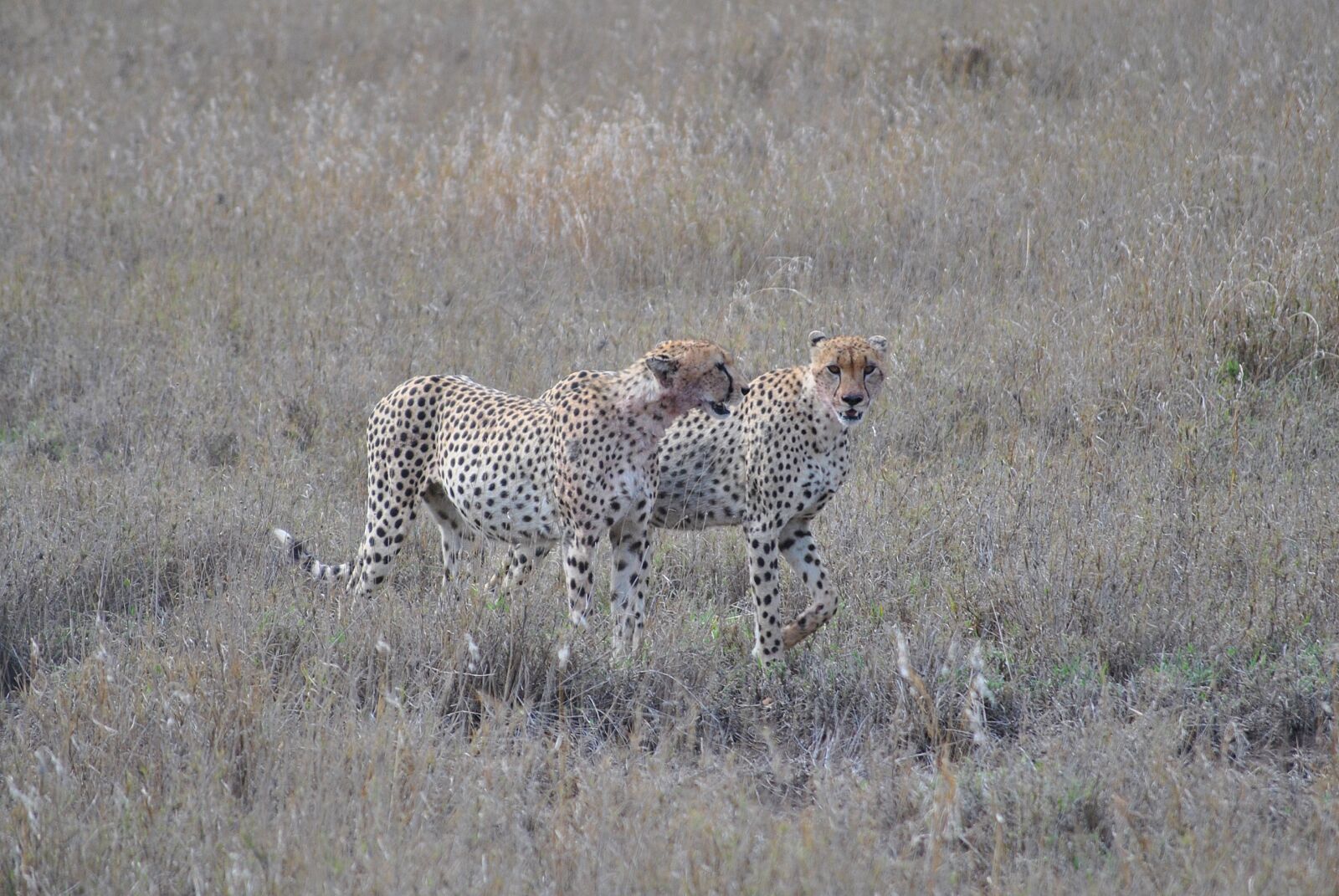 Nikon D3000 sample photo. Africa, tanzania, national park photography
