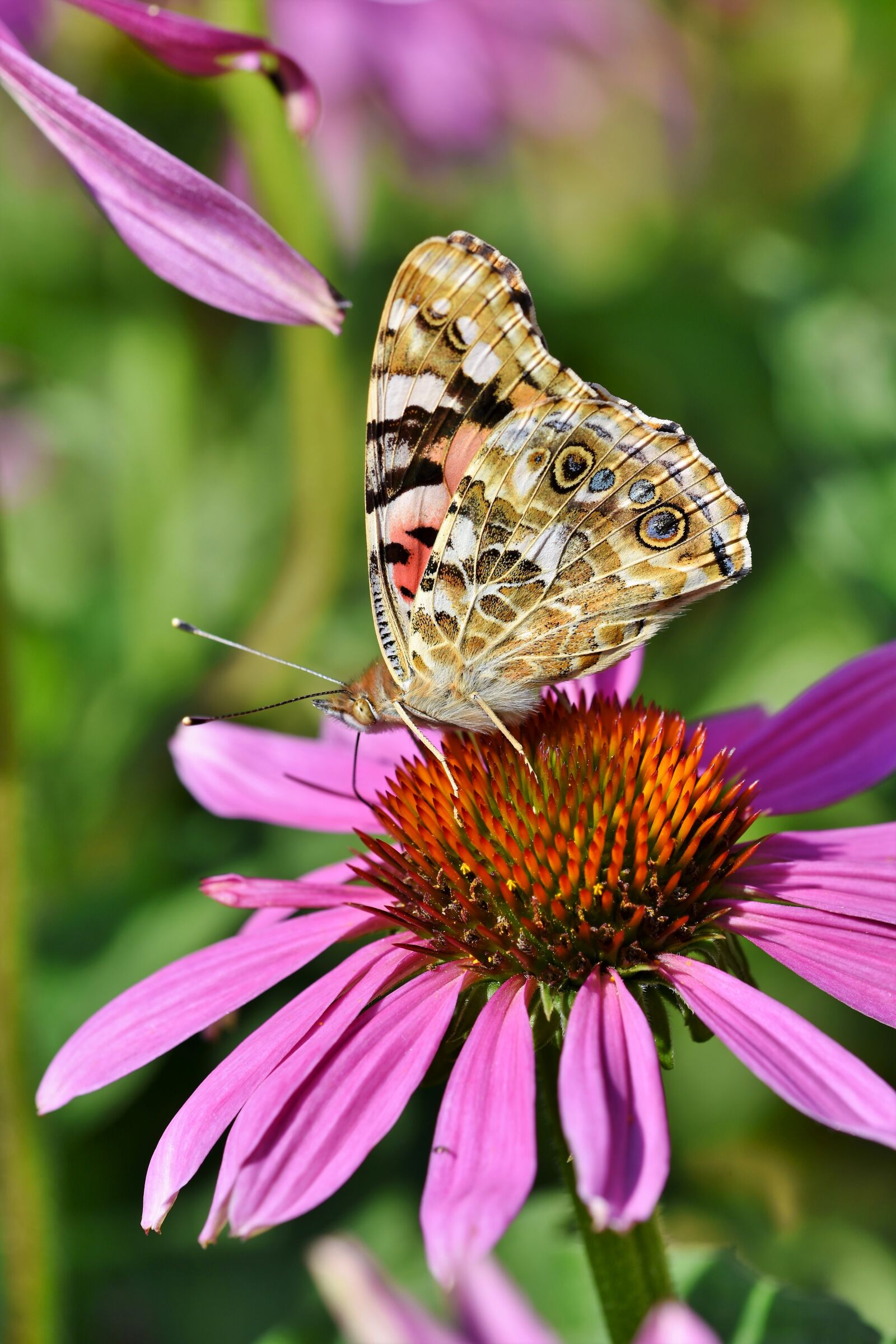 Nikon D7200 sample photo. Butterfly, peacock, butterflies photography